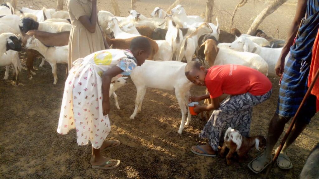 children feeding animals